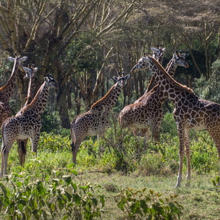Naivasha - Crater Lake - Giraffes